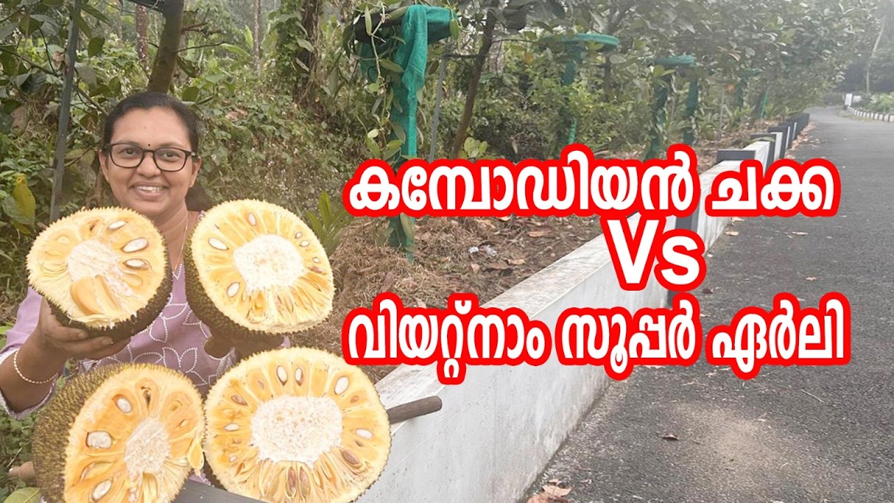 Камбоджийский джекфрут и вьетнамский джекфрут ранней стадии | Сравнение вьетнамского джекфрута ра...