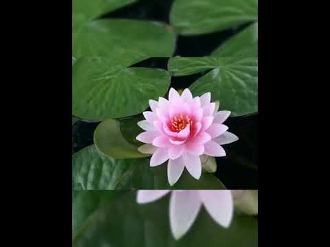 زهرة لوتس سبحان لله