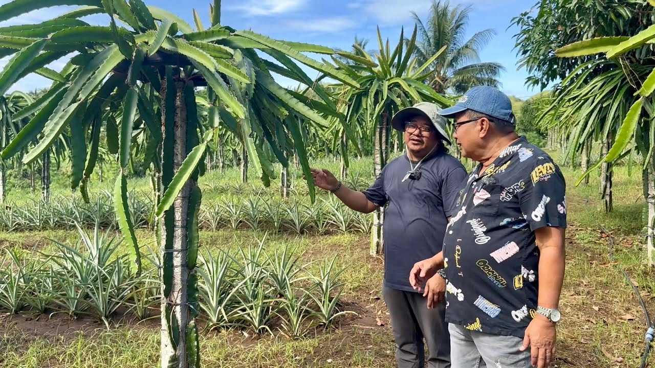 Practical Tips sa Dragon Fruit Farming + Bakit Hindi Problem ang Market nila?