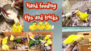 How to hand feed a chick 🐣 in proper way in, |Tamil| 😉... by SK Pets 2,509 views 2 months ago 8 minutes, 6 seconds