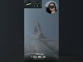 Starship Flight 10 bellyflop and Ship 37 landing!! #spacexstarship #rocket #space #spacex