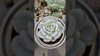 Farina beauties! #succulents #succulentlove #plants #succulentgarden #garden #succulent