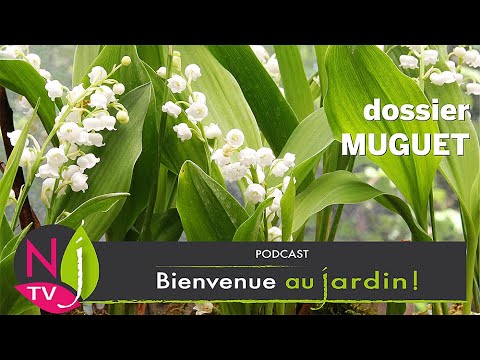Vidéo: Muguet: description, plantation, culture, avis