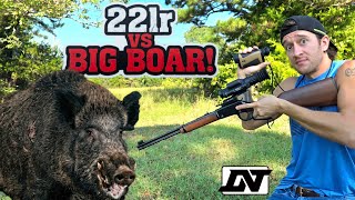 22lr wild boar hunt!!!