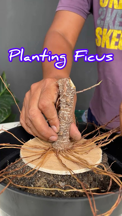 How to Grow a Ficus Tree to Become a Bonsai