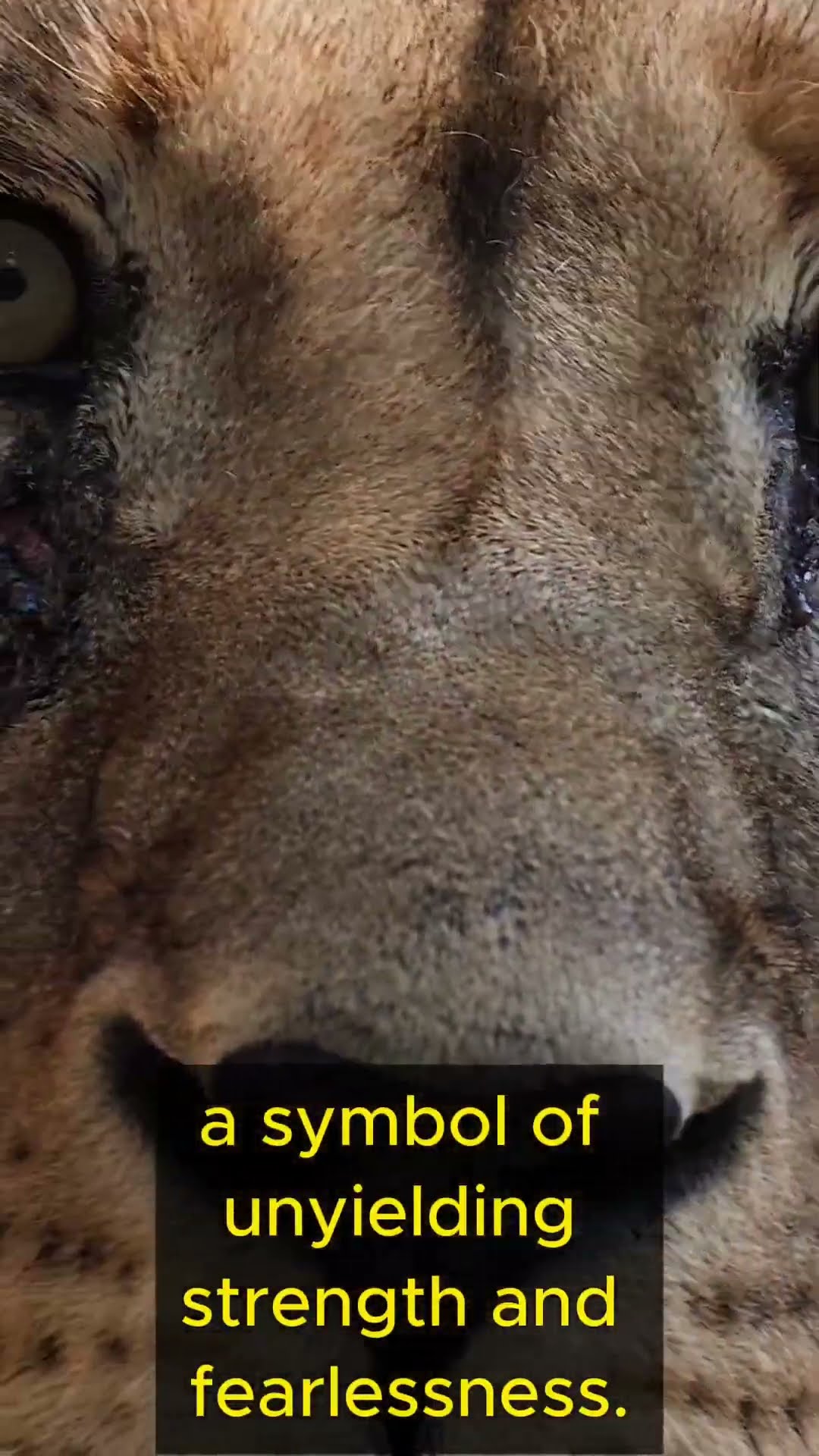 Life Lessons from Lions    Part 1 #shorts #lifelessons #wisdom #personalgrowth #lions #courage #wild