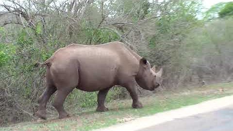 Black Rhino