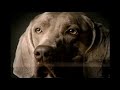 1997 Pro Plan Commercial 1997 Pro Plan Commercial