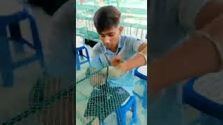 Cai Jal Ring Jal Resimi