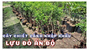 Cây Lựu đỏ Ấn Độ chiết cành nhập khẩu | 0386569374 - Ngọc Ngân Bến Tre | Chuyên cây độc lạ