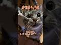 【お喋り猫】ライくん「おにぎりしてほしいにゃ。」 #保護猫 #しゃべる猫 #喋る猫