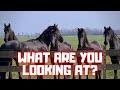 What are you looking at? | Lunging with ? | And more Friesian Horses