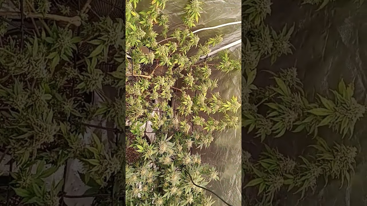 minor defoliated before chop