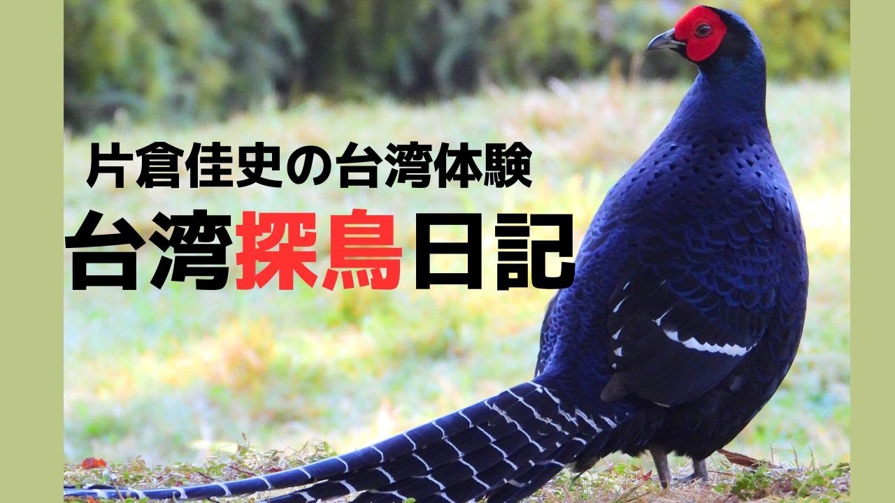 NO.288 飛翔する雉の置物 雄、雌 帝雉（みかどきじ）に会いたい。台湾鳥界の王者と呼ばれる鳥～台湾探鳥