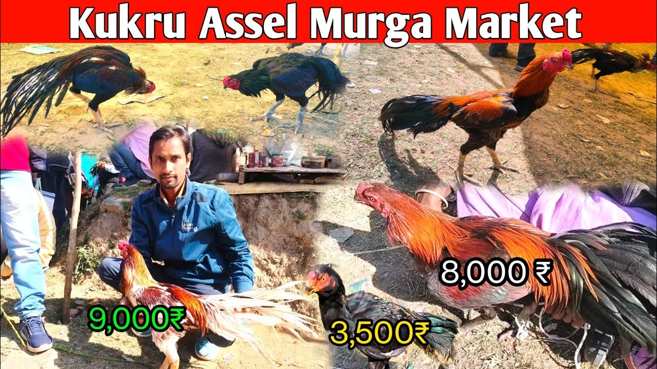 Kukru Assel Murga Market | Famous Murga Market |#pawanmahtovlog #dailyvlog