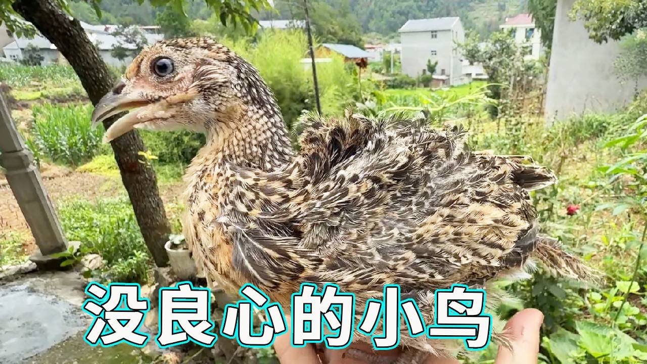 爱啄我腿毛的傻鸡!好吃的我是一点没落下它,良心它可是一点没有!【天下一场梦】 - YouTube