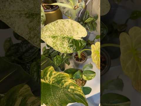 АЛОКАЗИЯ РЕГАЛ АЛЬБА ВАР ИЗ ТАЯ ВЫЖИЛА!!!🏅🥳🥹 ЗРЯ ПЛАКАЛ? #plants #растения #регалшилдс #таиланд