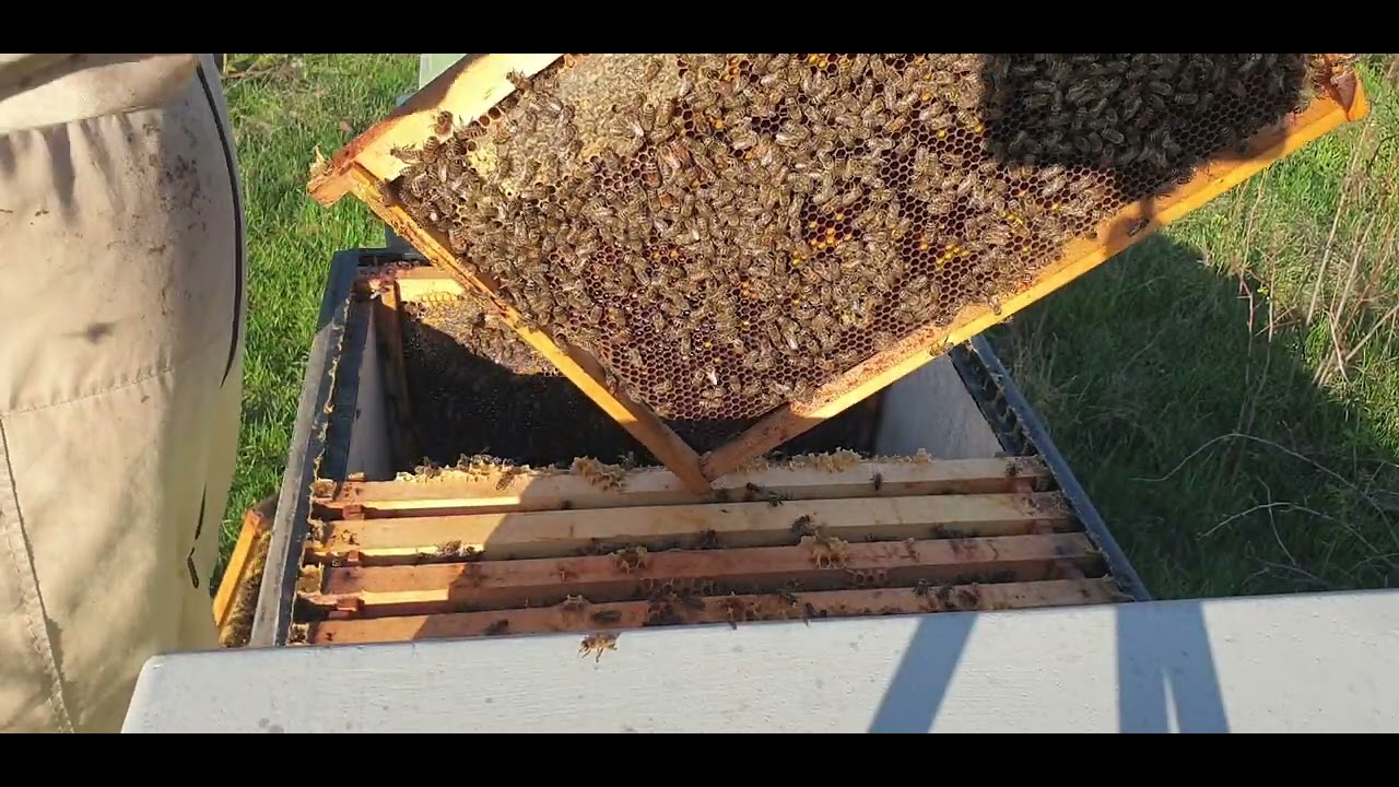 Instalez gratia cu dublă gratie Haneman în stup de12 rame, 4 aprilie 2025, Lyson Anatolie Severin