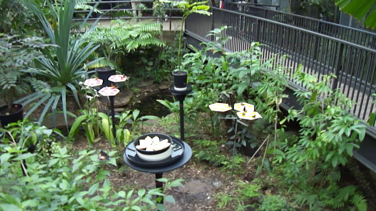 Butterfly House, Melbourne Zoo, Australia YouTube