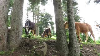 Haçkalıbaba Yaylası-5