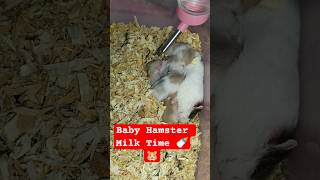 Pure Love: Mama Hamster & Tiny Babies 💕