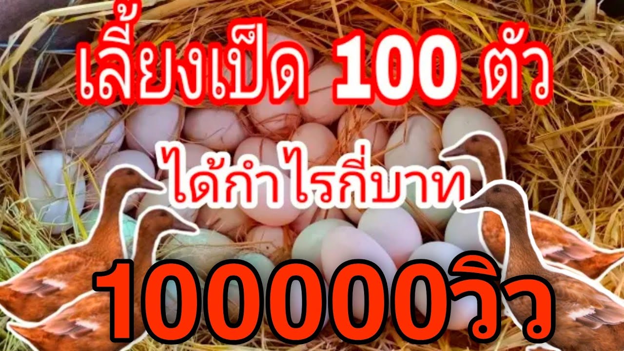 เลี้ยงเป็ด 100ตัว ได้กำไรกี่บาท..!!