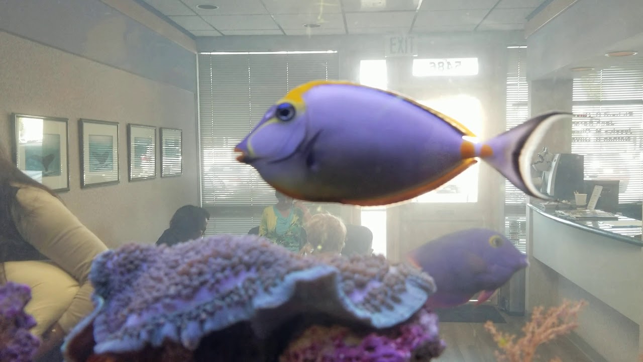 Fishy Friends Ep.2 customer's fishy friends - YouTube