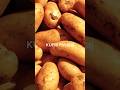Potato Varieties 2025 #winter #potato #variety