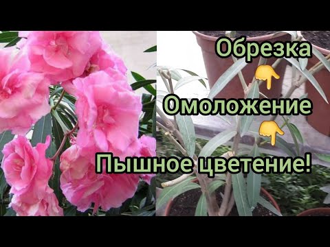 Видео: Омолаживающая обрезка кустов олеандра - Как обрезать разросшиеся кусты олеандра