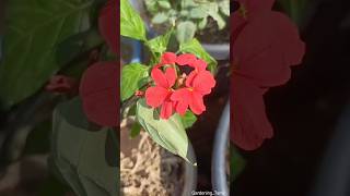 My Kanakambarm Collection  Still Hunting For Remaining Colours kanakambaram crossandra