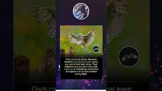 While Most Birds Create A Distinct Rush Of Air With Flapowls Glide Through Air Almost Noiselessly