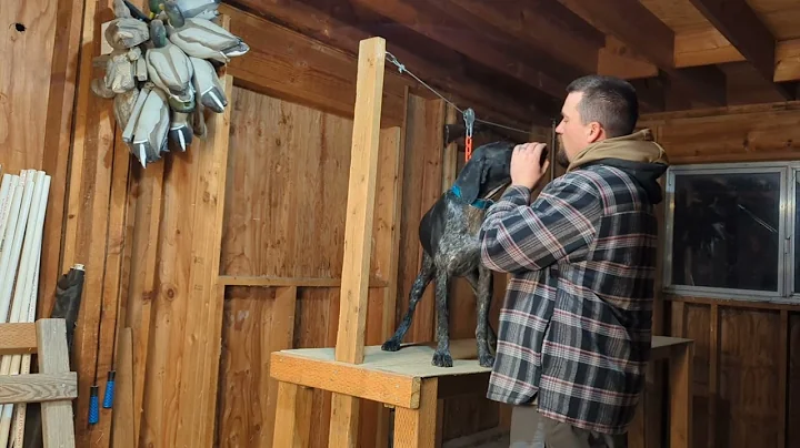 Train Your Dog to Fetch: Session 2 - Force Fetch / Trained Retrieve