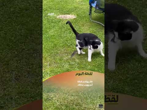 فأر يهاجم قطة