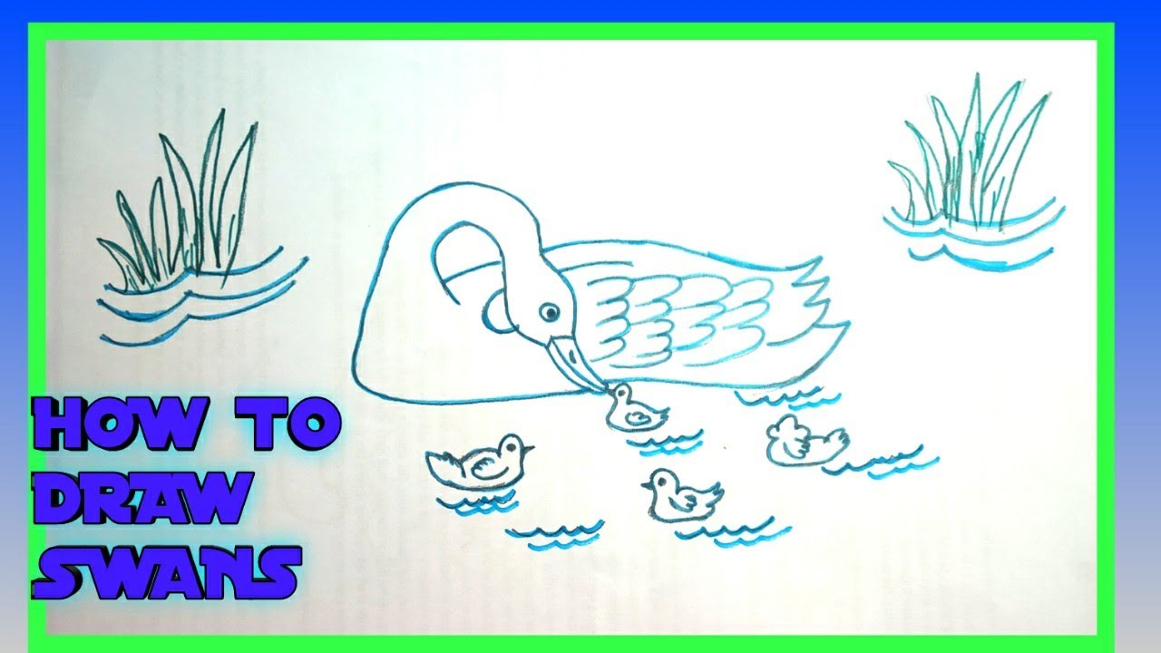 HOW TO DRAW SWANS - YouTube