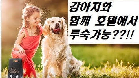 반려견과 함께 투숙 가능한 일산 소노캄 호텔(feat. 대명리조트)