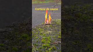 Fuego con ferrocerio usando como yesca corteza de sauce.