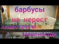 Барбусы на нерест, Анциструсы 👍, пересадка больших барбусов и меченосцев