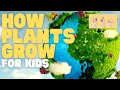 Plant Growth and Nutrient Requirements
