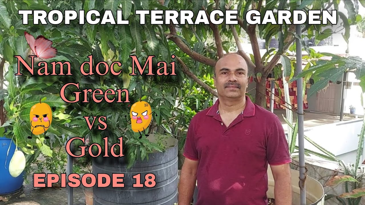 Nam Doc Mai Green Vs Gold | Episode 18 |  മഴത്തുള്ളികളില്‍ തിളങ്ങുന്ന നാം ഡോക് മായ്