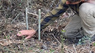 Don’t Starve In The Wild! Spring Pole Snare Done Right!
