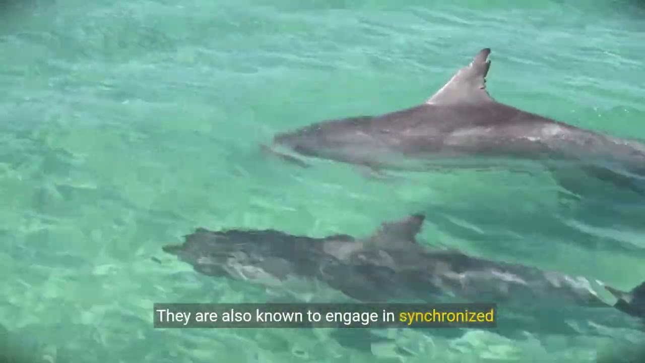 The Enchanting World of Dolphins: Intelligence and Social Behaviors 🌊
