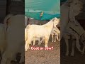 Quality high breeding for Goats like a cow🖐️ in desert farm #shorts