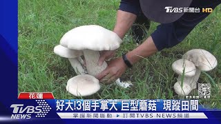 好大!3個手掌大「巨型蘑菇」 現蹤田間|TVBS新聞