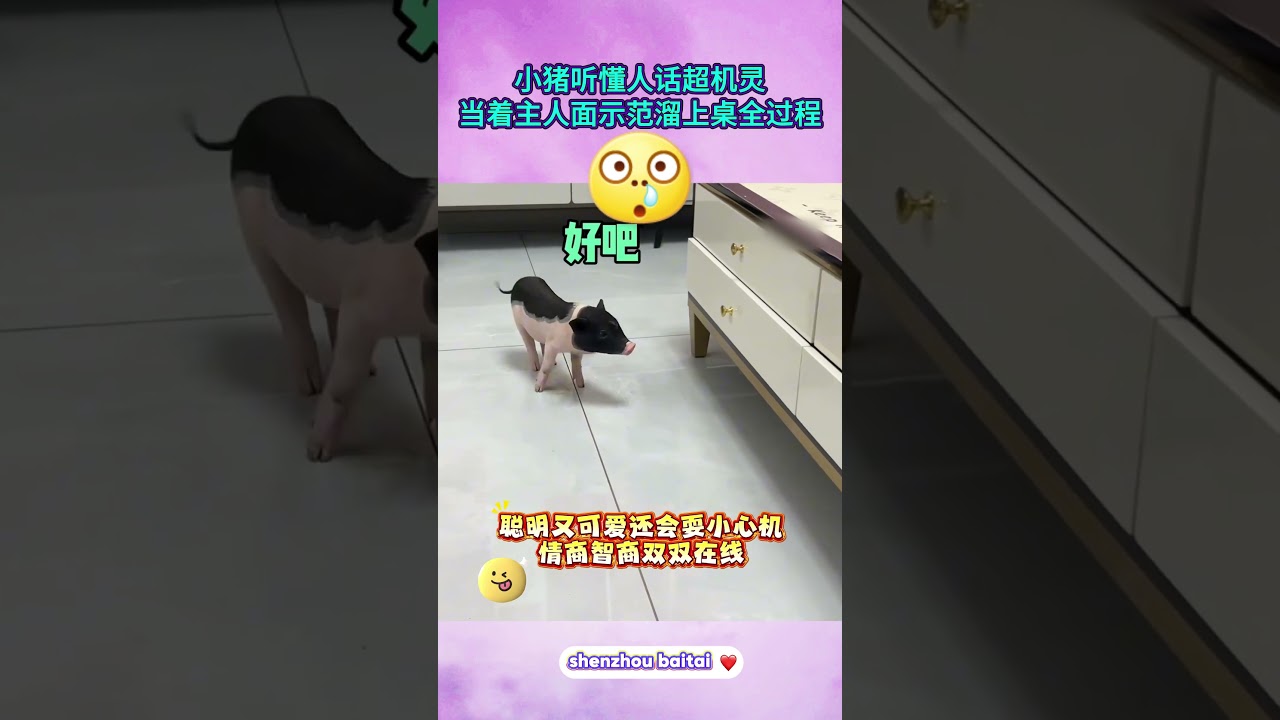 小猪听懂人话超机灵，当着主人面示范溜上桌全过程#成精的小猪 #萌宠日常 #动物智商天花板 #可爱小猪