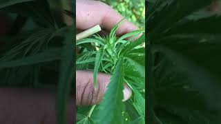 🇬🇧Uk gorilla grow ep5 🦍🌱