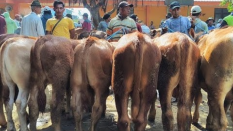 6 juta !! Pedet Jantan Super Bingung Pilih !! Harga Turun Sepi Pembeli !! Pasar Sapi Tuban 