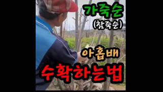 참죽(가죽)나무 전정 ​#봉마루 #봉마루농장 #안동농장 #귀농귀촌 #청년농부 #시골일상 #안동가볼만한곳