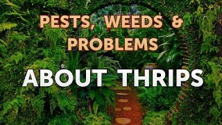 About Thrips About Thrips