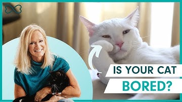 6 Signs Your Cat Is Bored - and How to Fix It! (Pet Living with Kristen Levine)