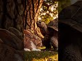 Rabbit and turtle Race #viralvideo #smartphone #ai #automobile #ekmotahathighumechala #slime #watch